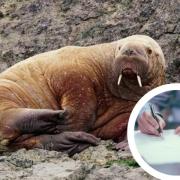 Could Pembrokeshire’s wandering walrus move to Cardigan Island Coastal Farm Park? One reader thinks so. Main picture: Amy Compton