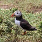 Puffin on Skomer. Picture: Ian West