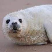 Where to get a good view of seal pups in safety