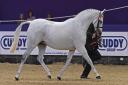 Crafton Blithe Spirit has been crowned supreme champion at the Horse of the Year Show