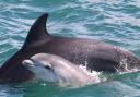 The project aims to study the habits of dolphins off the west Wales coast