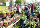 There's always loads to browse and buy at The Big Plant Sale.