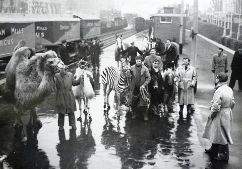 Tivyside Advertiser: Circus animals would often be transported from town to town by train.