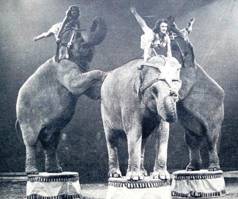Tivyside Advertiser: Performing elephants were a traditional part of circuses in days gone by.