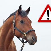 Across the UK, the equine charity received details of over 3,550 equine related road incidents in 2022.