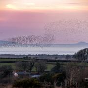 Starlings between Mydroilyn and Gorsgoch. Picture: Sarah Michelle Wyer