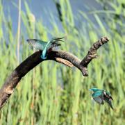 Kingfishers on Teifi Marshes. Picture: Mark Southgate