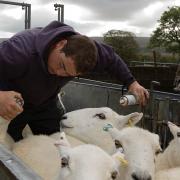 Dyfed checking ewes’ teeth. Picture: Debbie James