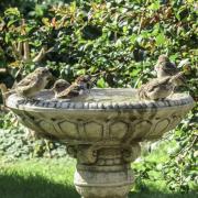 Bath time for these birds. Picture: Pauline Matthews