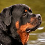A woman has been fined for being in charge of a dangerously out of control Rottweiler which injured a woman.