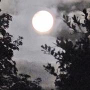 The full moon framed by trees.