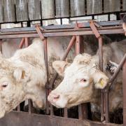 Farmers want to see fewer cattle slaughtered on-farm after a TB breakdown. Image: FUW