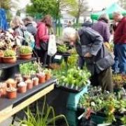 There's always loads to browse and buy at The Big Plant Sale.