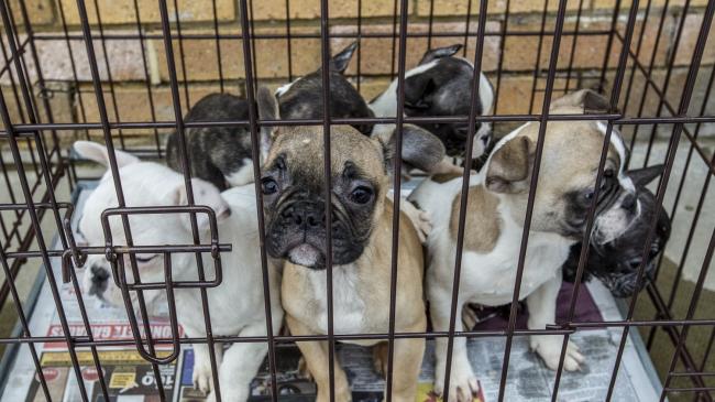 A Llandysul couple has lost an appeal to renew their dog breeding licence