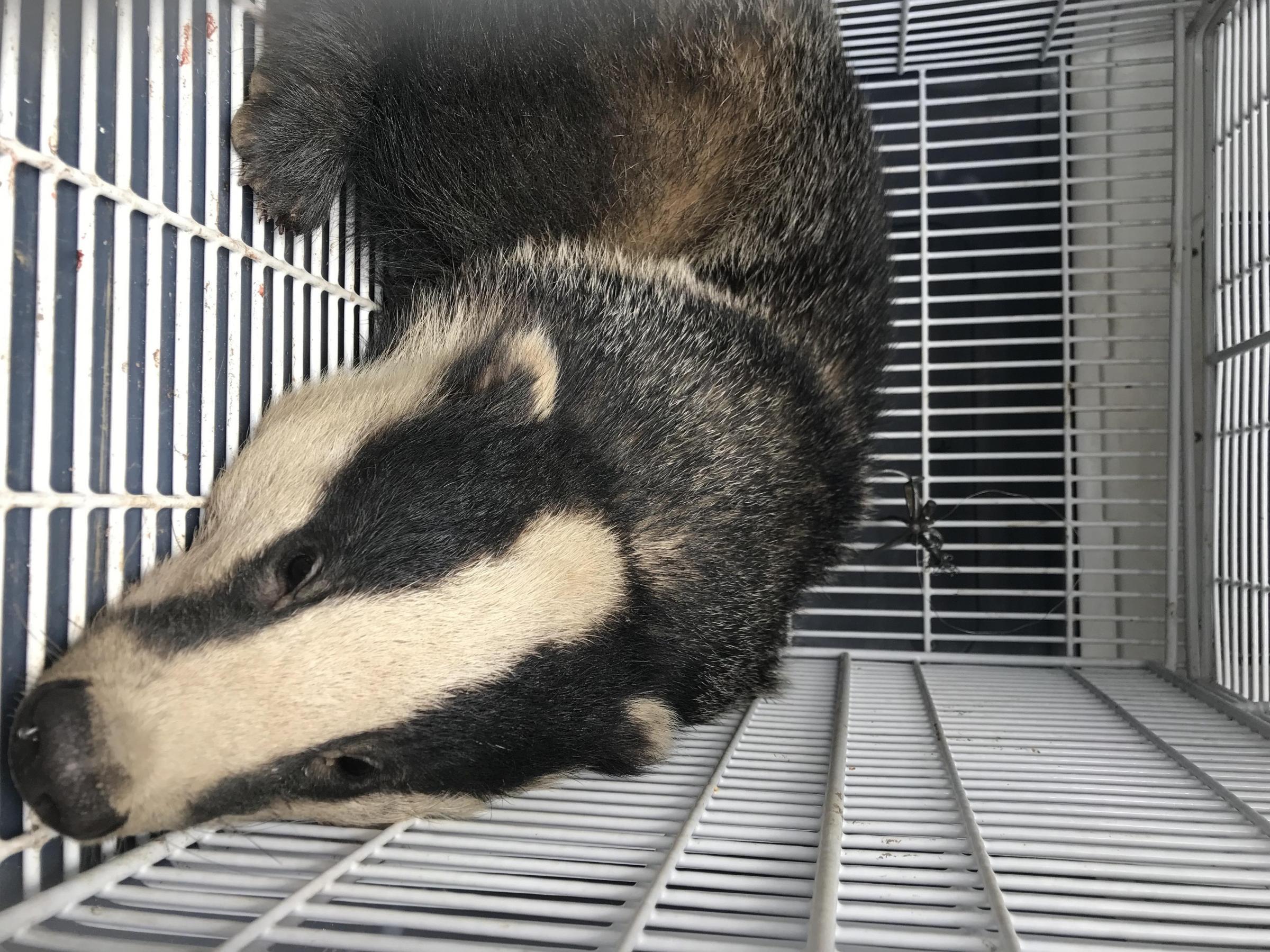 The badger was spotted struggling amid shrubs and hedgerow - before an RSPCA officer found that the wild animal had become trapped by a snare. Picture: RSPCA