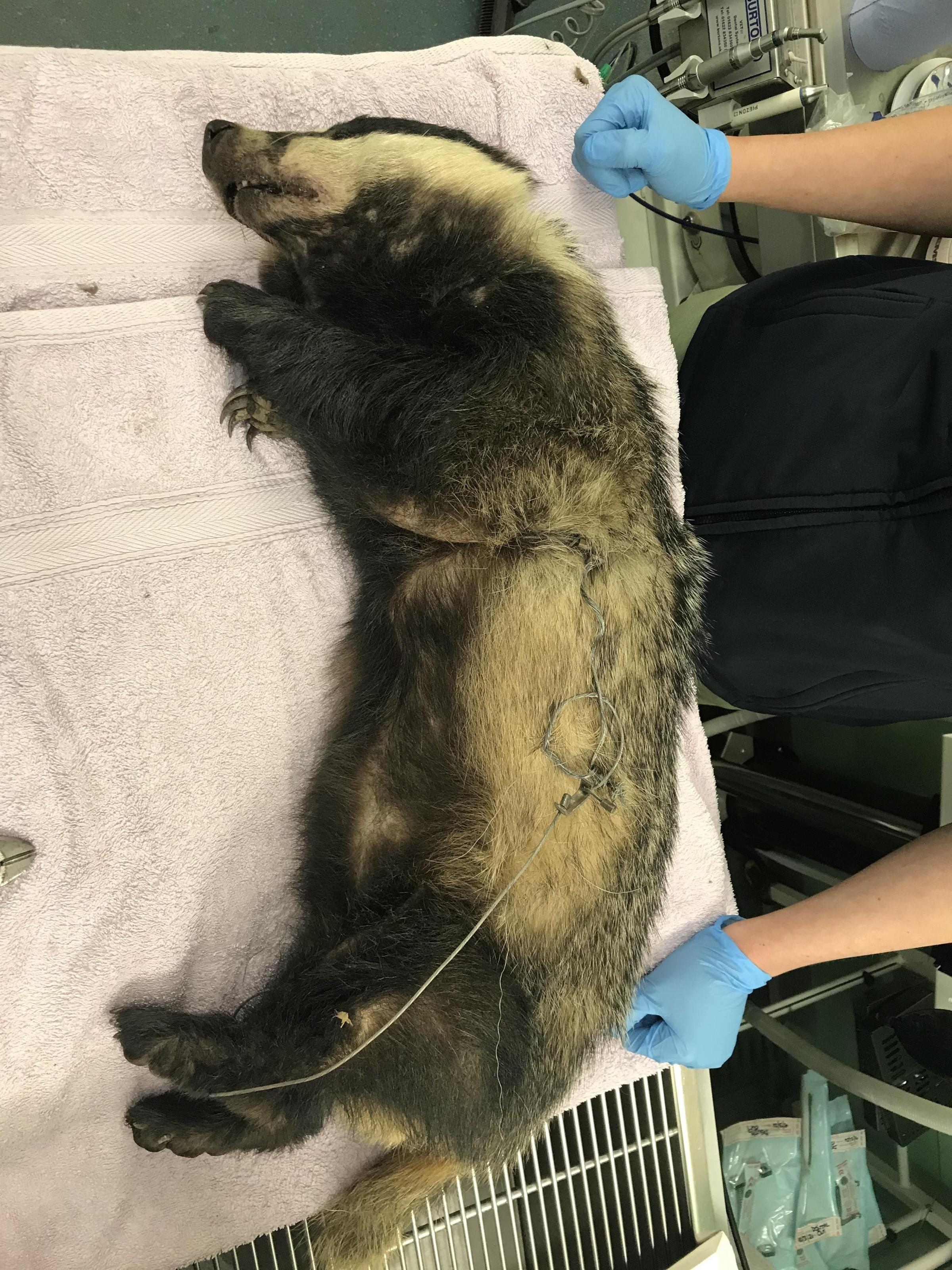 The badger was spotted struggling amid shrubs and hedgerow - before an RSPCA officer found that the wild animal had become trapped by a snare. Picture: RSPCA