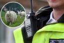 Dog attacks on sheep are an increasing problem
