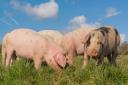 The Welsh Government has published its plan for animal welfare