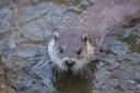 The first national survey in more than a decade found fewer signs of otters on almost all waterways.