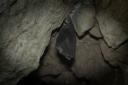 One of the Greater Horseshoe Bats in Stackpole