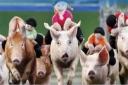 The piggy parade will be hot to trot on Saturday.