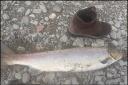 The picture taken by Purvey of the salmon next to his boot. Picture: Natural Resources Wales