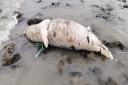 The baby seal that was found washed up on Friday morning