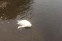 The dead swan, spotted near Cardigan bridge