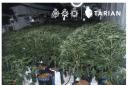 Some of the cannabis seized during this week's Tarian operation