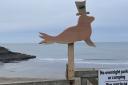 Aberporth: The mysterious seal that has appeared at Aberporth.