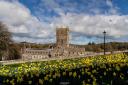 A beautiful carpet of daffodils at St Davids Cathedral.