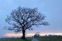 A stunning and strong tree by the side of the road near Crymych.