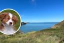 From May 1 to September 30 there are eleven beaches in Ceredigion with dog restrictions.