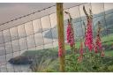 A foxglove by a fence makes an eye-catching foreground in this coast path photo.