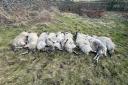 Attacks on Welsh livestock cost an estimated £883,000 last year., according to NFU Mutual.