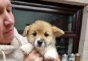 Animal rescue centre raises £5,000 to give corgi puppies vital surgery