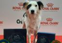 Rescue dog Grace was crowned top dog in the YKC under 18s intermediate jumping class at Crufts
