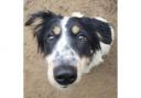 Immy - one year old, Collie in foster in Swansea. Immy is a gorgeous girl who is very affectionate with people and is looking for an active home. She is settling in to her foster home really well and would love to find her forever home.
