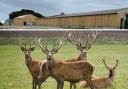 Great Wedlock farm, of around 176 acres, is home to around 140 Red and Fallow deer