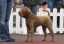 A Shar Pei dog similar to the one referenced in the court documents. Picture: Wikimedia Commons.