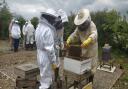 The Teifiside Beekeepers Association has been active in the area for many years, supporting beekeepers through education, mentoring and other related activities