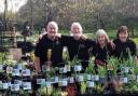 The Gentle Plantsmen will be amongst the jolly stallholders at The Big Plant Sale.