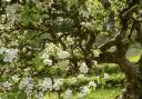 The apple blossom in Llanerchaeron is a must visit according to National Trust Cymru