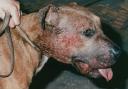 There were two cases of illegal dog fighting in Ceredigion last year. Picture: RSPCA
