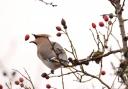 A waxwing enjoying some berries at the Welsh Wildlife Centre, Cilgerran