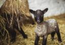 The Llanwenog sheep is a rare breed, so any new lambs are always a celebration