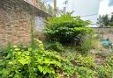 Homeowners are warned to be extra vigilant of Japanese knotweed, growing quickly due to warm weather