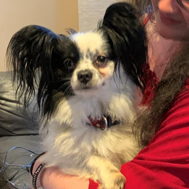 Tivyside Advertiser: Bobby - eight years old, male, Papillon and Tucker - four years old, male, Papillon. Bobby and Tucker have come to us from a home as unfortunately their owner no longer had time for them so made the heartbreaking decision to part with them. They are