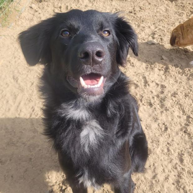 Tivyside Advertiser: Potato - one year old, male, cross breed. Potato originally came to us from Romania as a puppy but was sadly returned to us as he didn't settle in his new home. Potato can be very unsure of men and can also be reactive on walks. He will need an