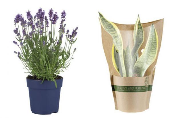 Tivyside Advertiser: (Left) English Lavender and (right) Air Purifying Plant (Lidl/Canva)